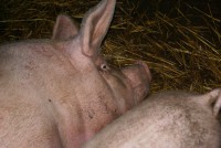 /album/fotogalerij/dsc03690-jpg/